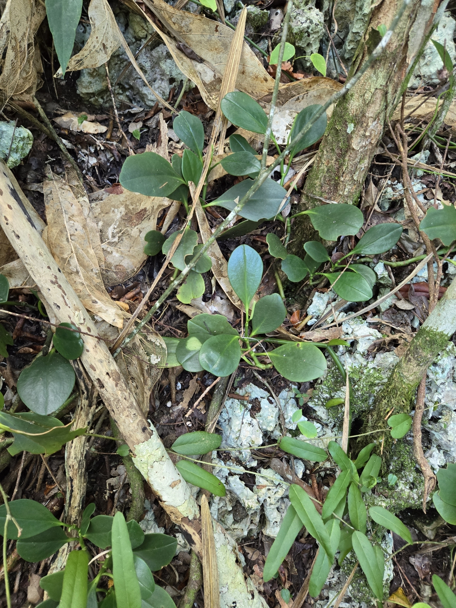 Imagem de Peperomia limão