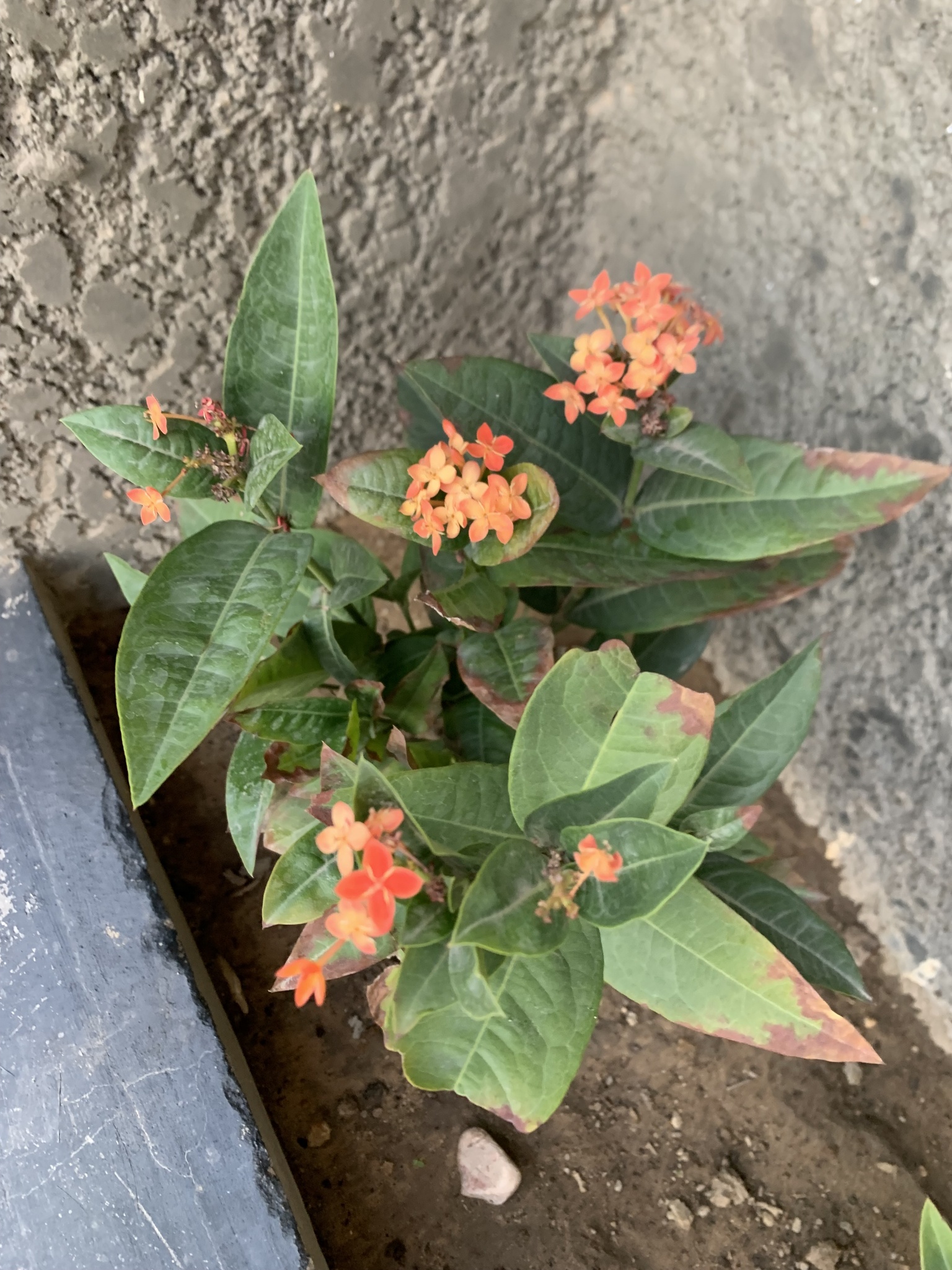 Imagem de Ixora