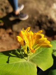Lonicera flava