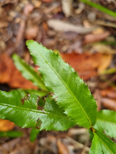 Ochna serrulata