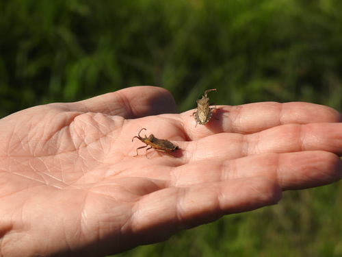 Enoplops bos