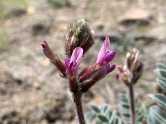 Astragalus malacus