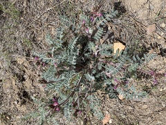 Astragalus malacus