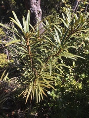 Pseudopanax linearis