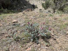 Astragalus malacus