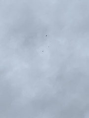 Petrochelidon pyrrhonota