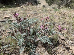 Astragalus malacus
