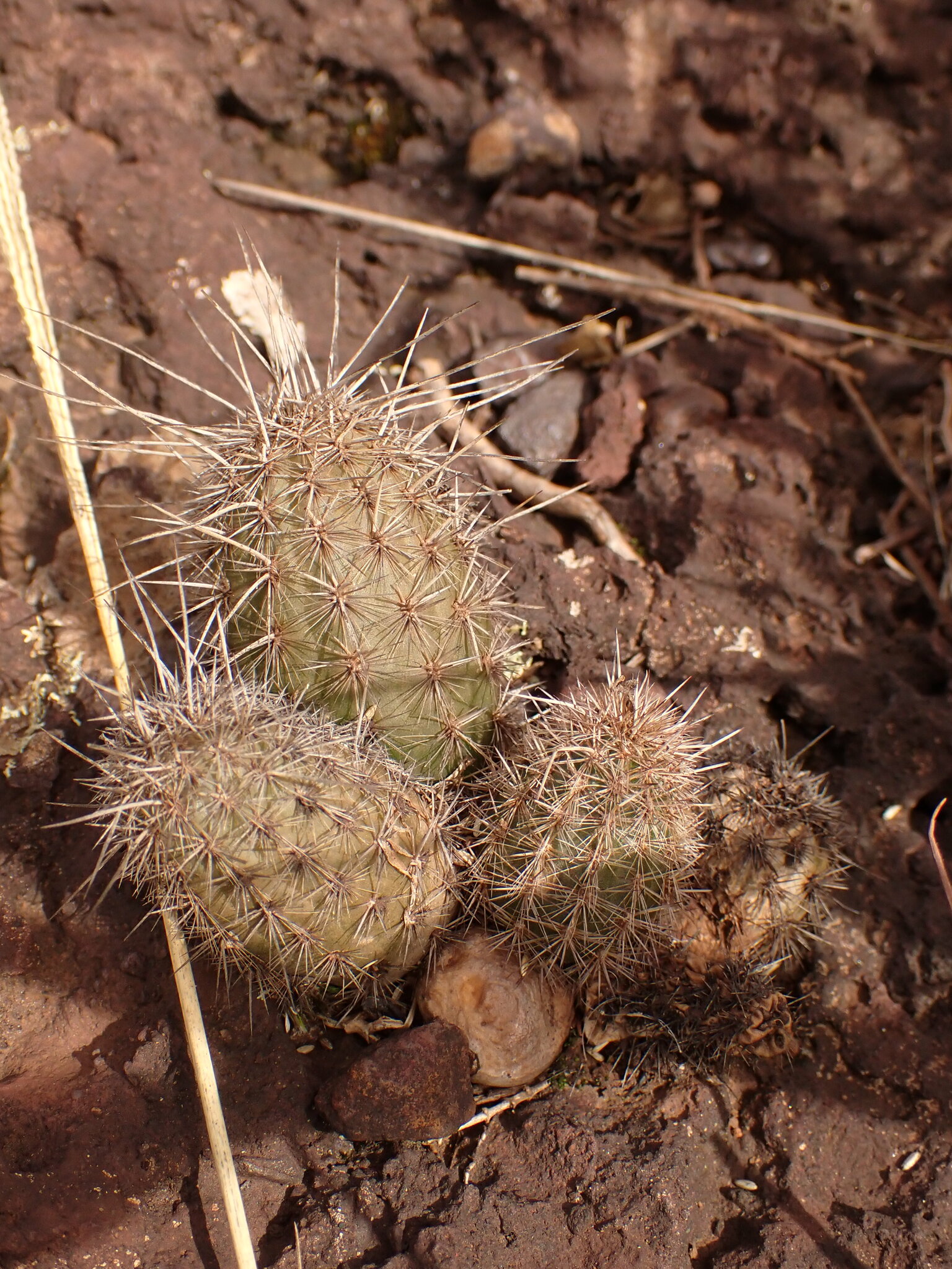 Arthrocereus glaziovii (K.Schum.) N.P.Taylor & Zappi 2