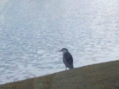 Nycticorax nycticorax image