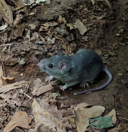 Eastern Woodrat
