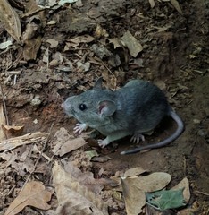 Eastern Woodrat photo 4