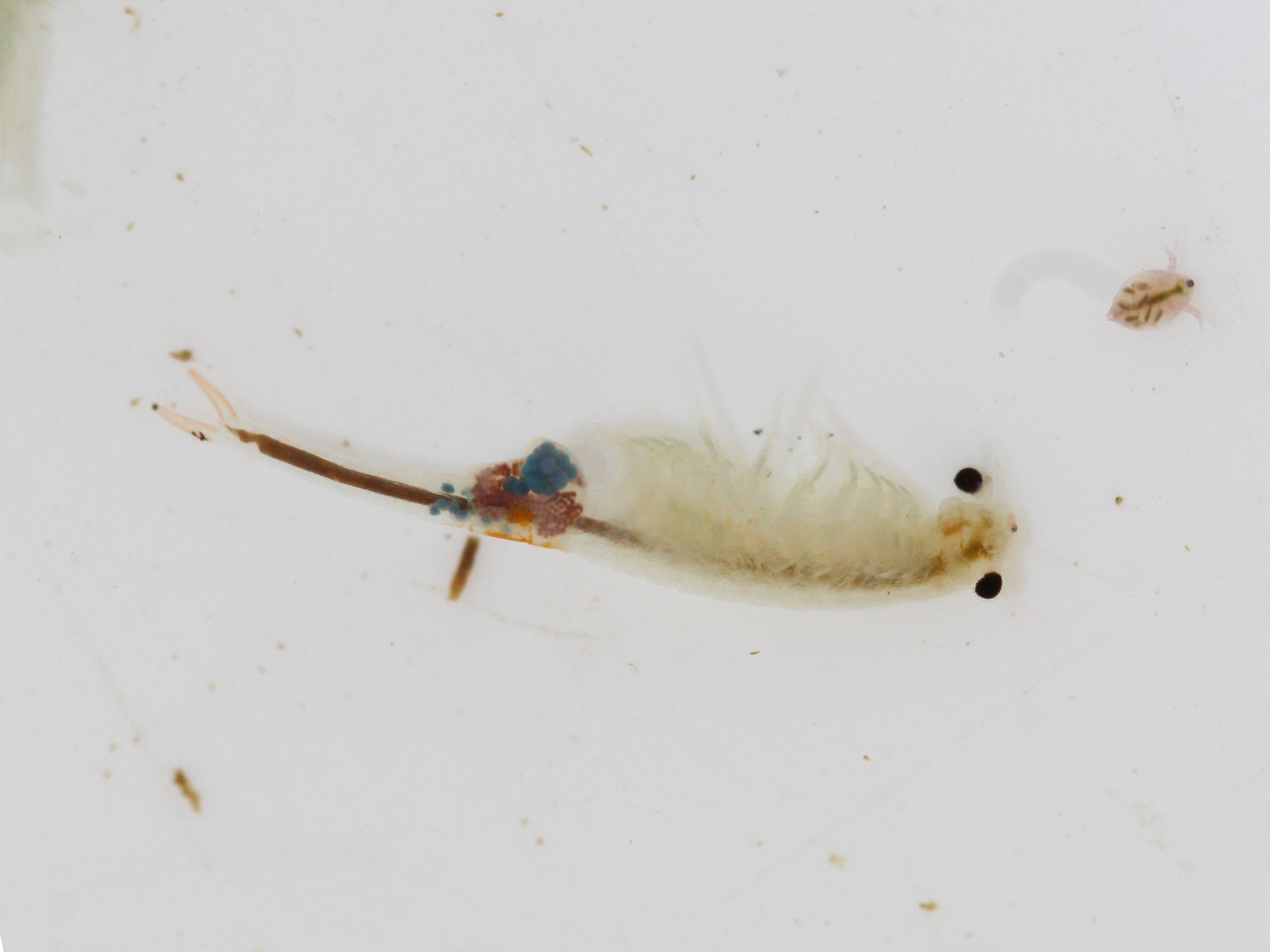 Branchipus schaefferi Fischer, 1834