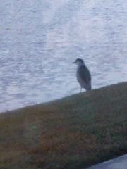 Nycticorax nycticorax image