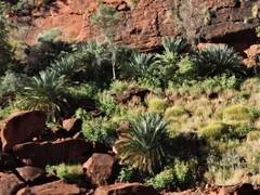 Macrozamia macdonnellii