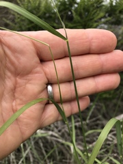 Melica imperfecta
