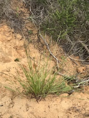 Melica imperfecta