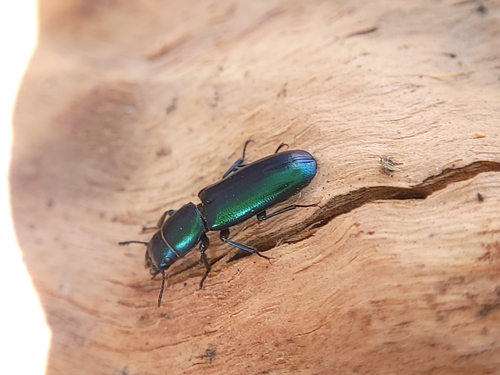 Pine Trogossitid Beetle photo 2