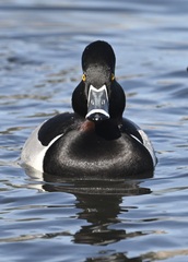 Ring-Necked Duck photo 5
