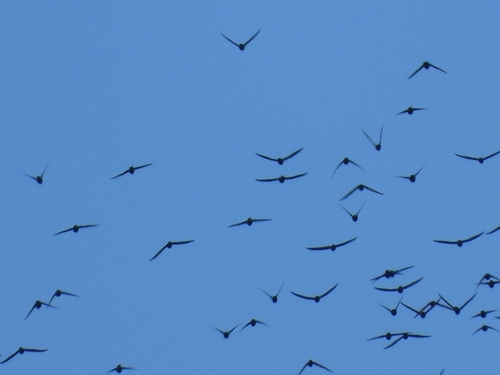 White-naped Swift (Streptoprocne semicollaris), photo 5