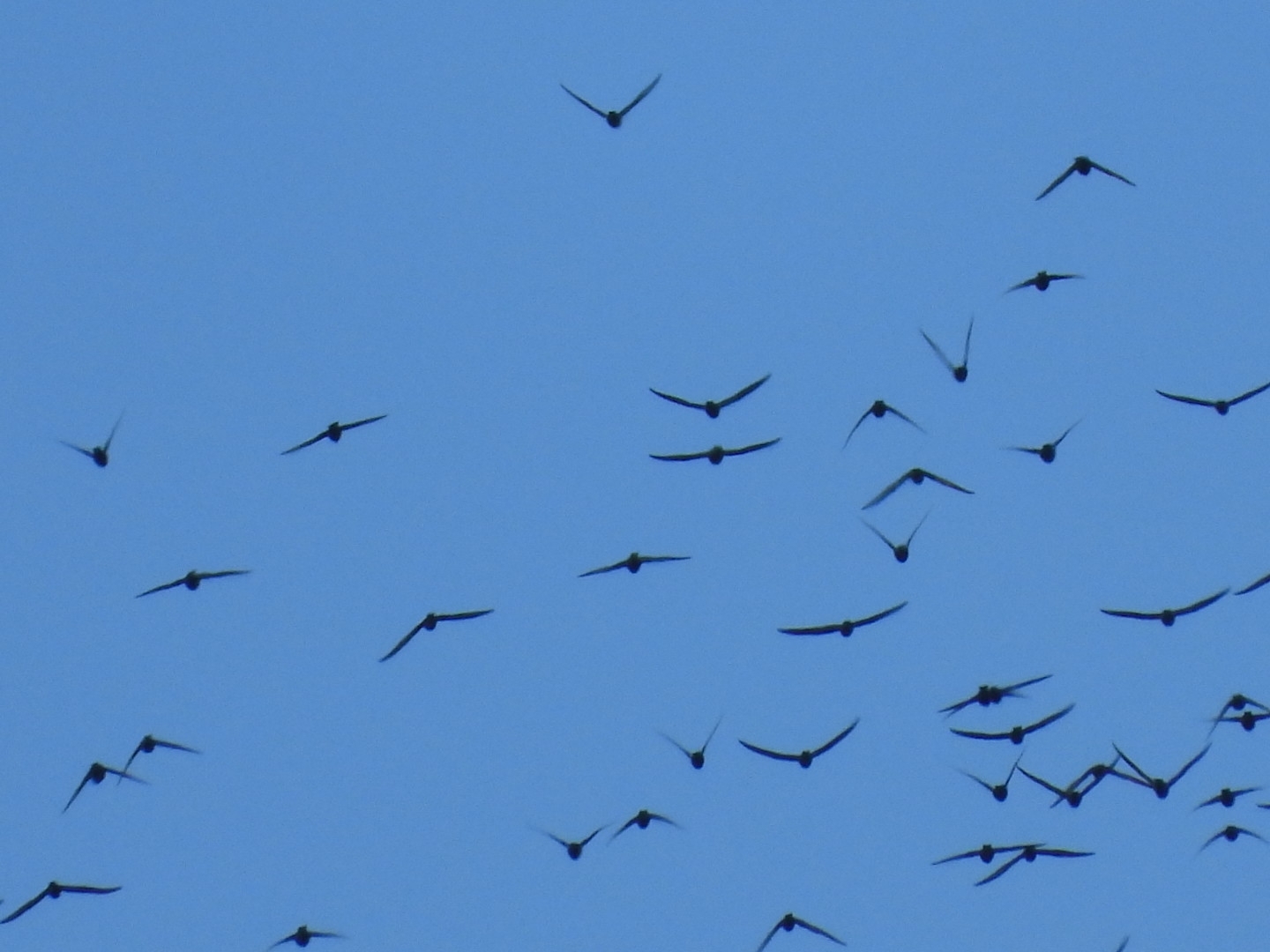 White-naped Swift (Streptoprocne semicollaris), photo 5