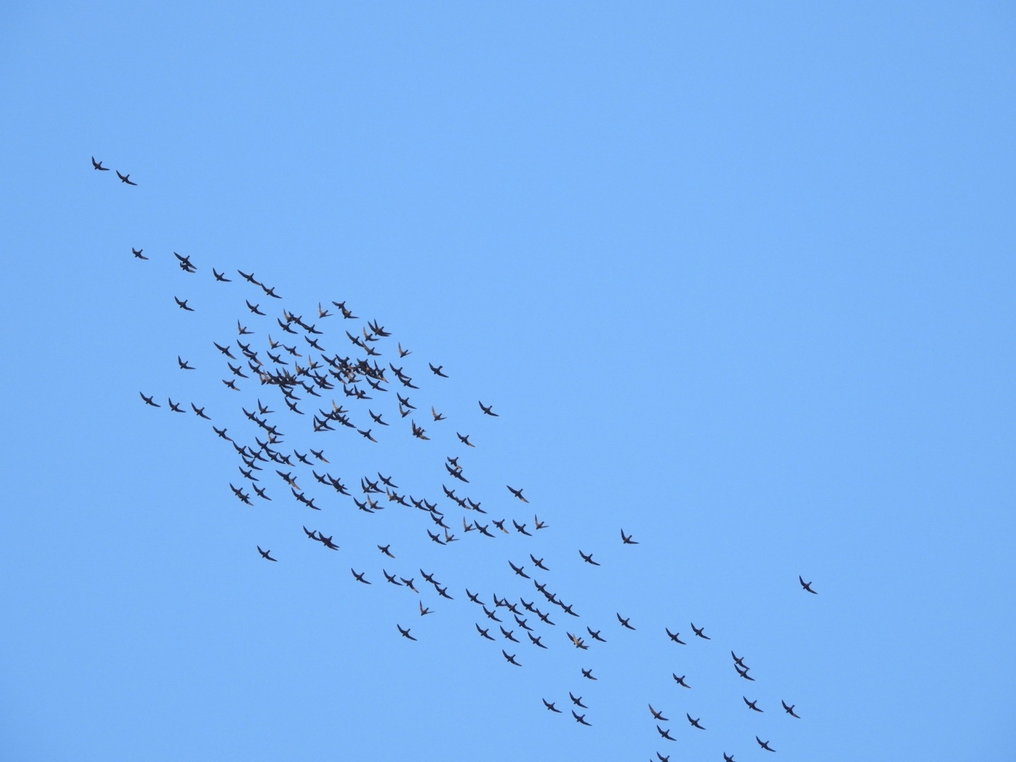 White-naped Swift (Streptoprocne semicollaris), photo 6