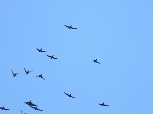 White-naped Swift (Streptoprocne semicollaris), photo 7