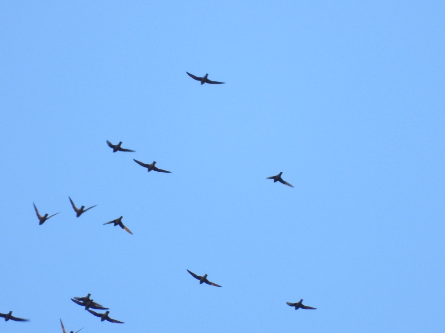 White-naped Swift (Streptoprocne semicollaris), photo 7
