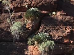 Macrozamia macdonnellii