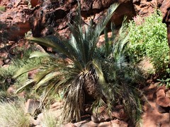 Macrozamia macdonnellii