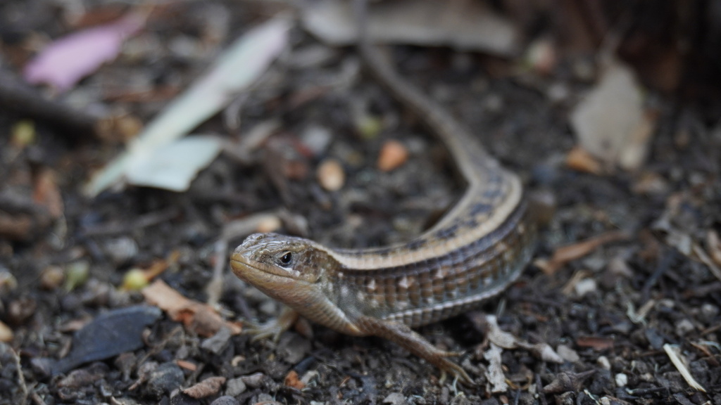 Imbricate Alligator Lizard