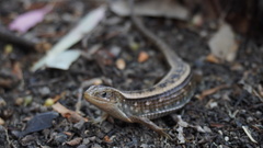 Imbricate Alligator Lizard photo 1
