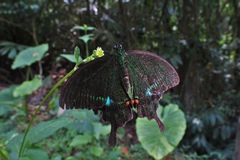 Papilio hermosanus