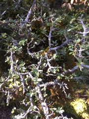 Pittosporum divaricatum