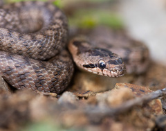 Southern Smooth Snake photo 3