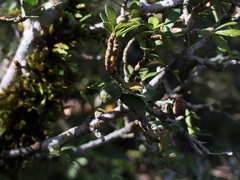 Pittosporum divaricatum