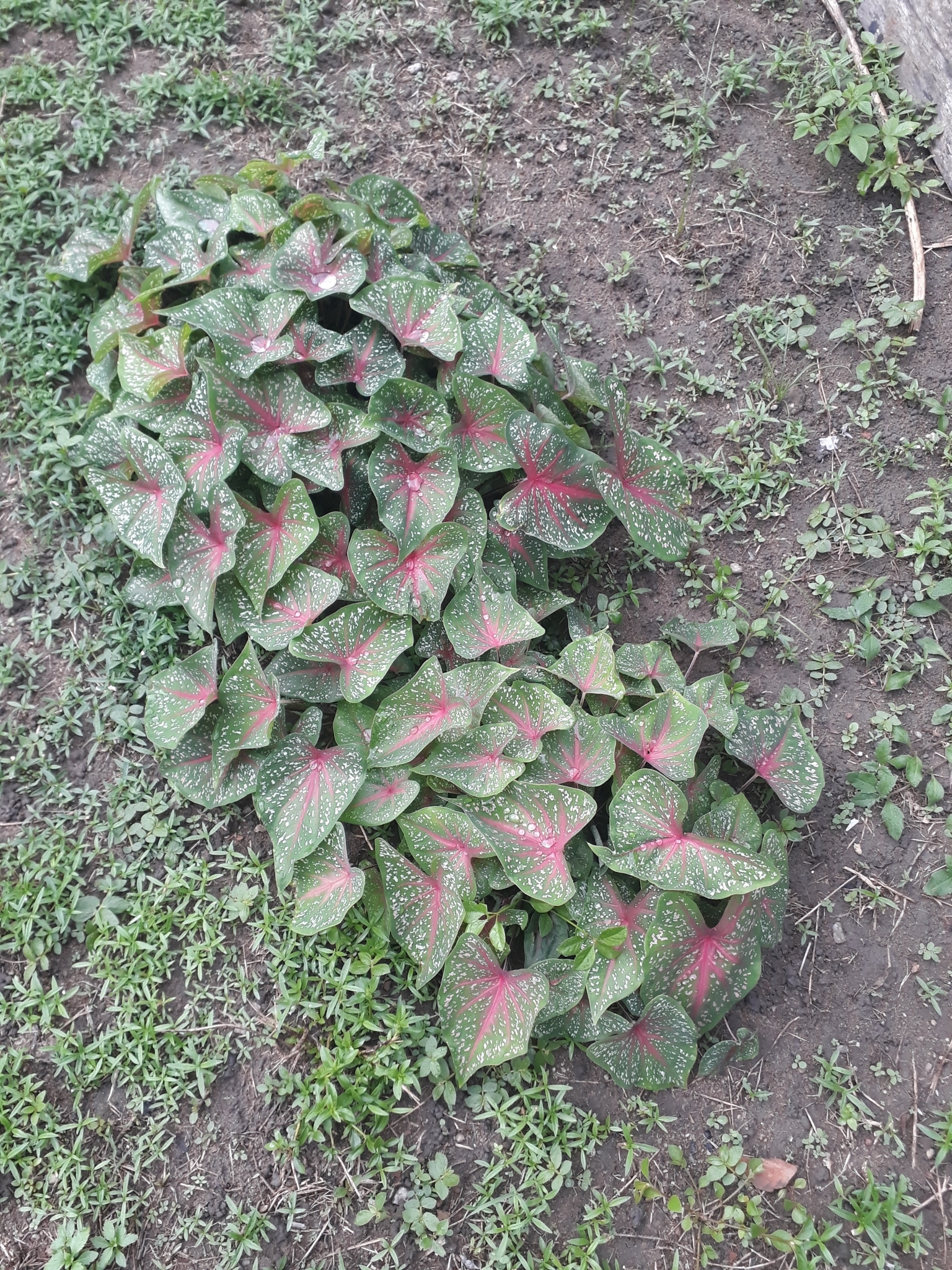 Caladium bicolor