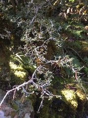 Pittosporum divaricatum