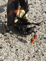 Nicrophorus guttula