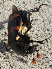 Nicrophorus guttula