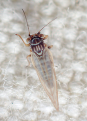 Cacopsylla curta