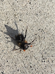 Nicrophorus guttula