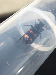 Nicrophorus guttula