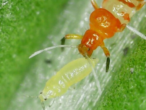 Vespiform Thrips photo 5