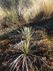 Celmisia armstrongii