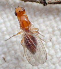 Psila
