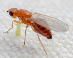 Psila