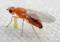 Psila