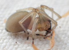 Cheiracanthium inclusum