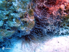 Ancylomenes pedersoni