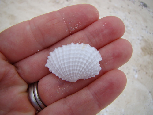 Fimbria fimbriata
